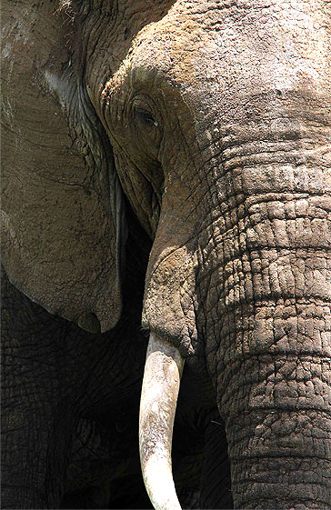 Elephant closeup