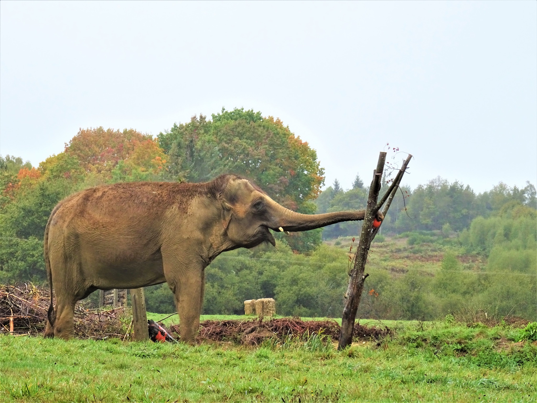 Gandhi and the branch